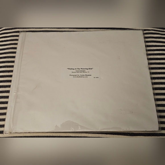 NEW Professional Photography - Texas Wild Bird Photo - Picture 4 of 5